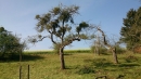 Vorher