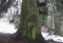baumkontrolle04