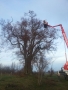 Alte Linde