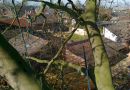 baumpflege05